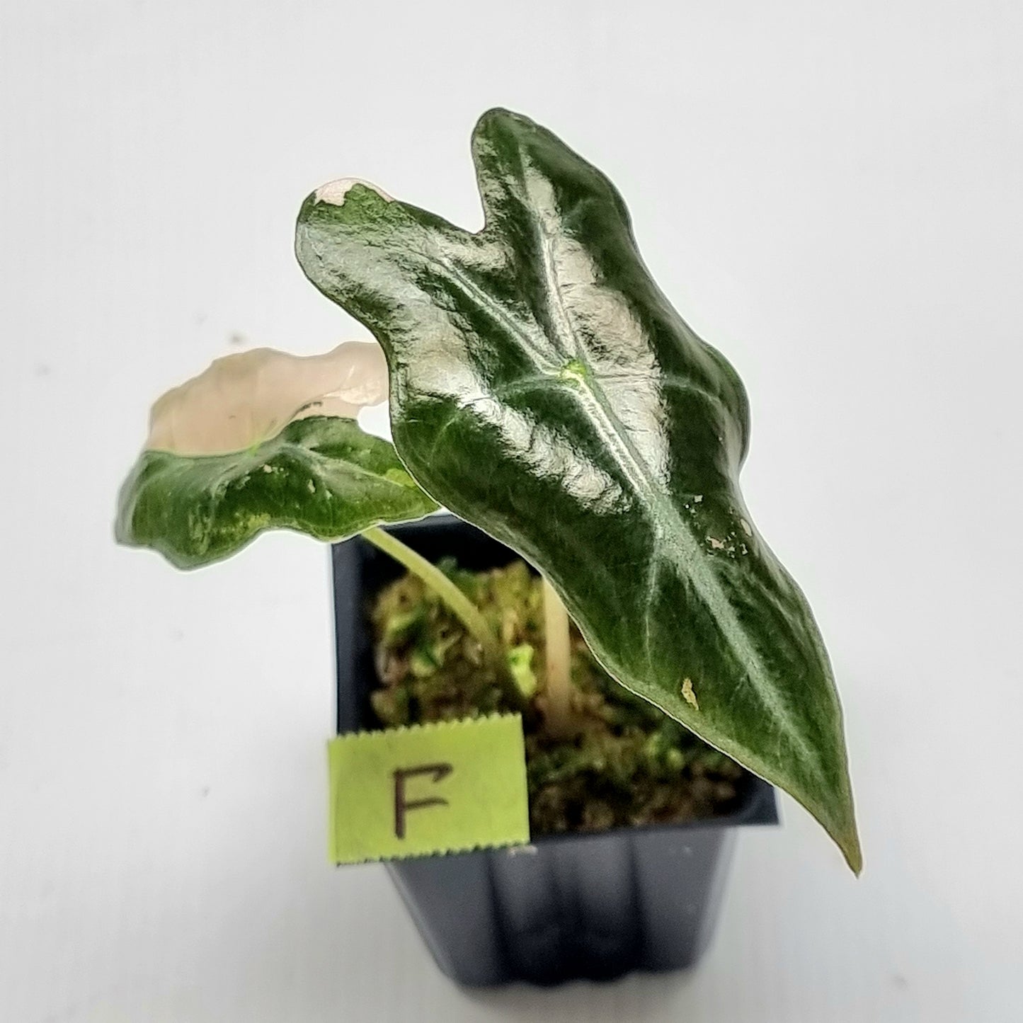 Alocasia sanderiana "Nobilis" Pink Variegated