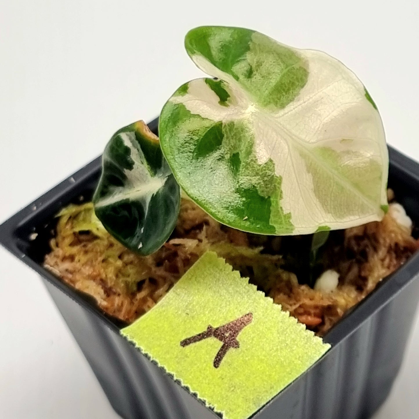 Alocasia Heart Balloon Pink Variegated