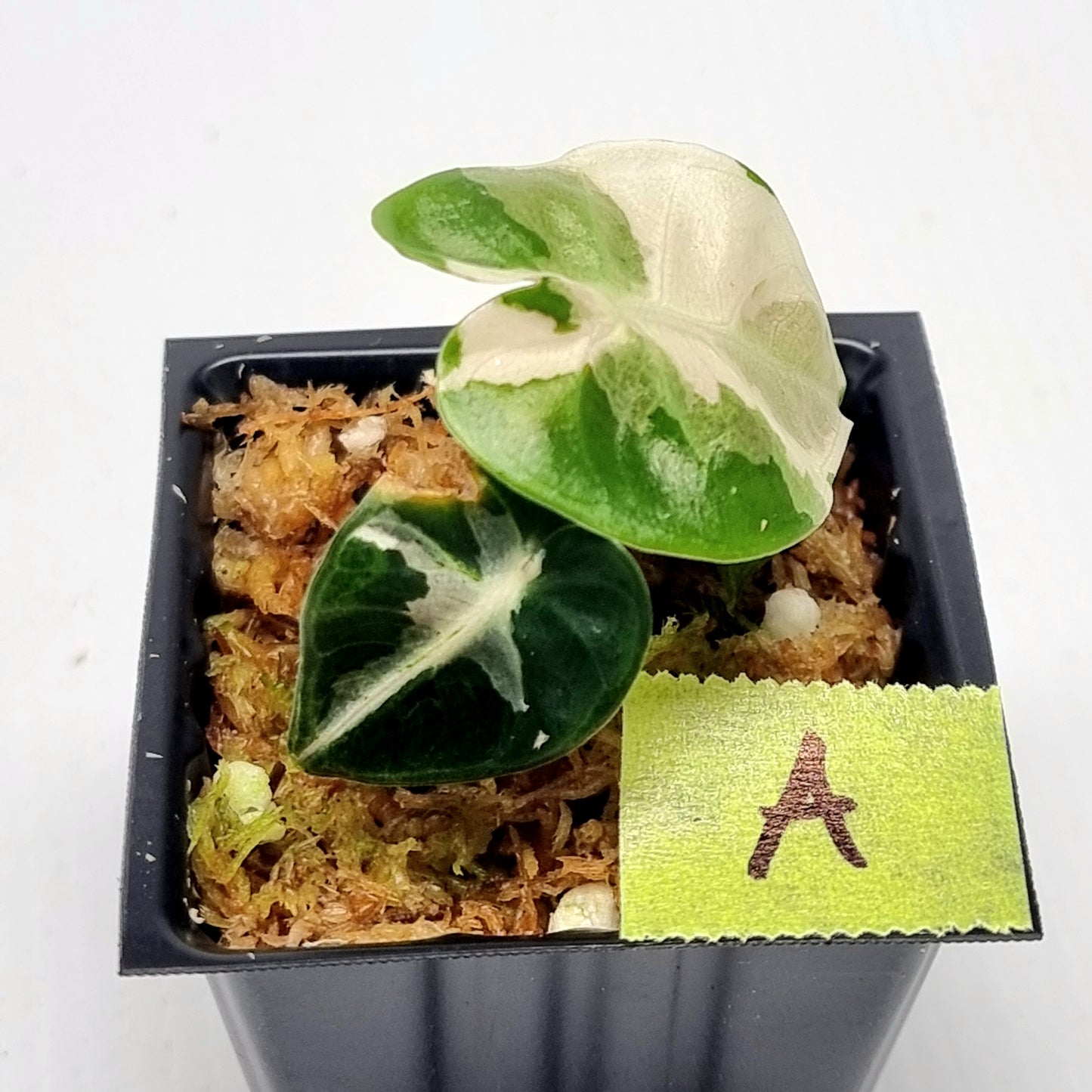 Alocasia Heart Balloon Pink Variegated