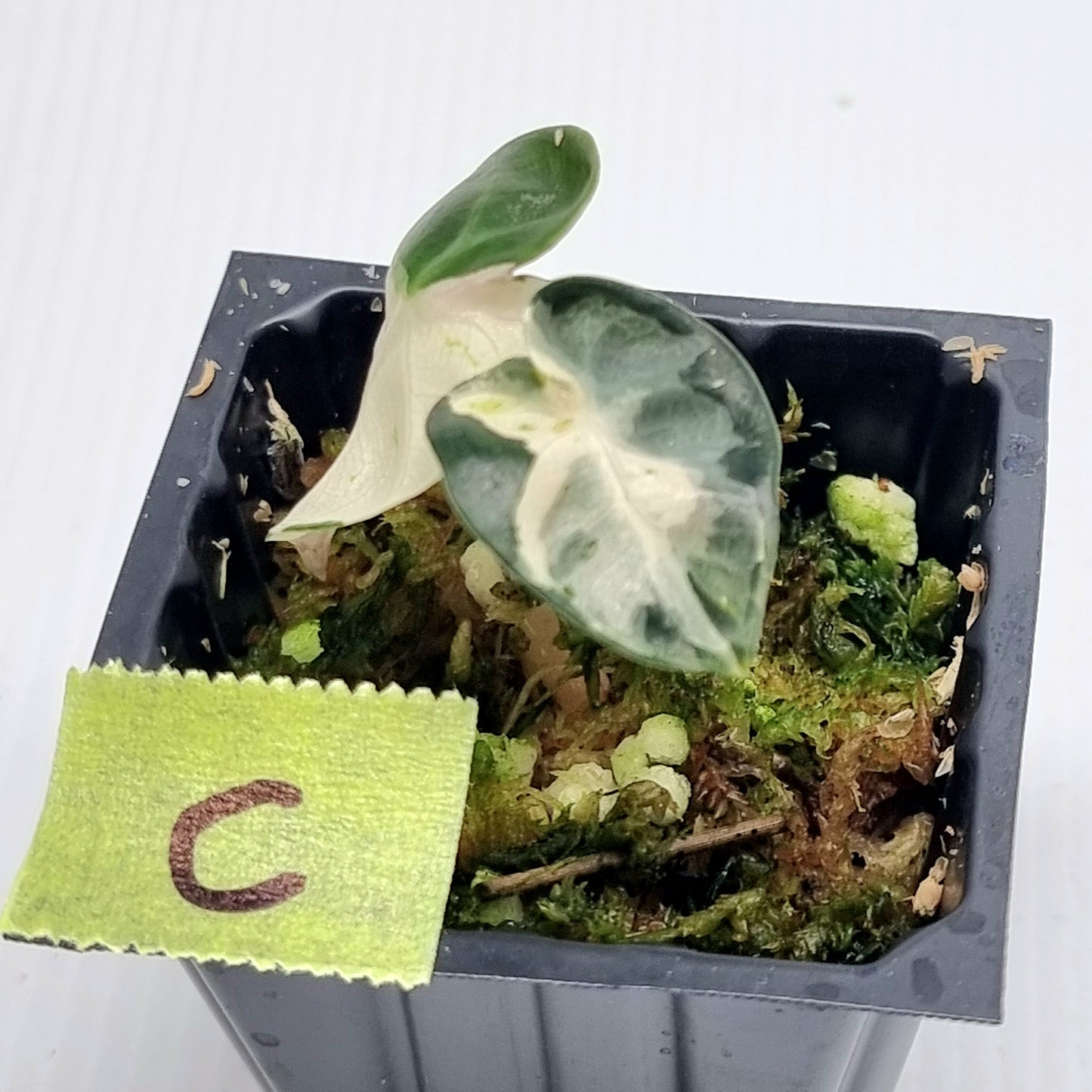 Alocasia Heart Balloon Pink Variegated