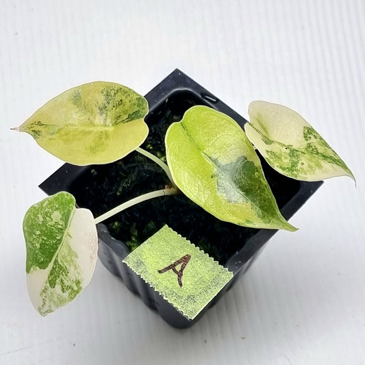 Alocasia sedenii Aurea Variegated