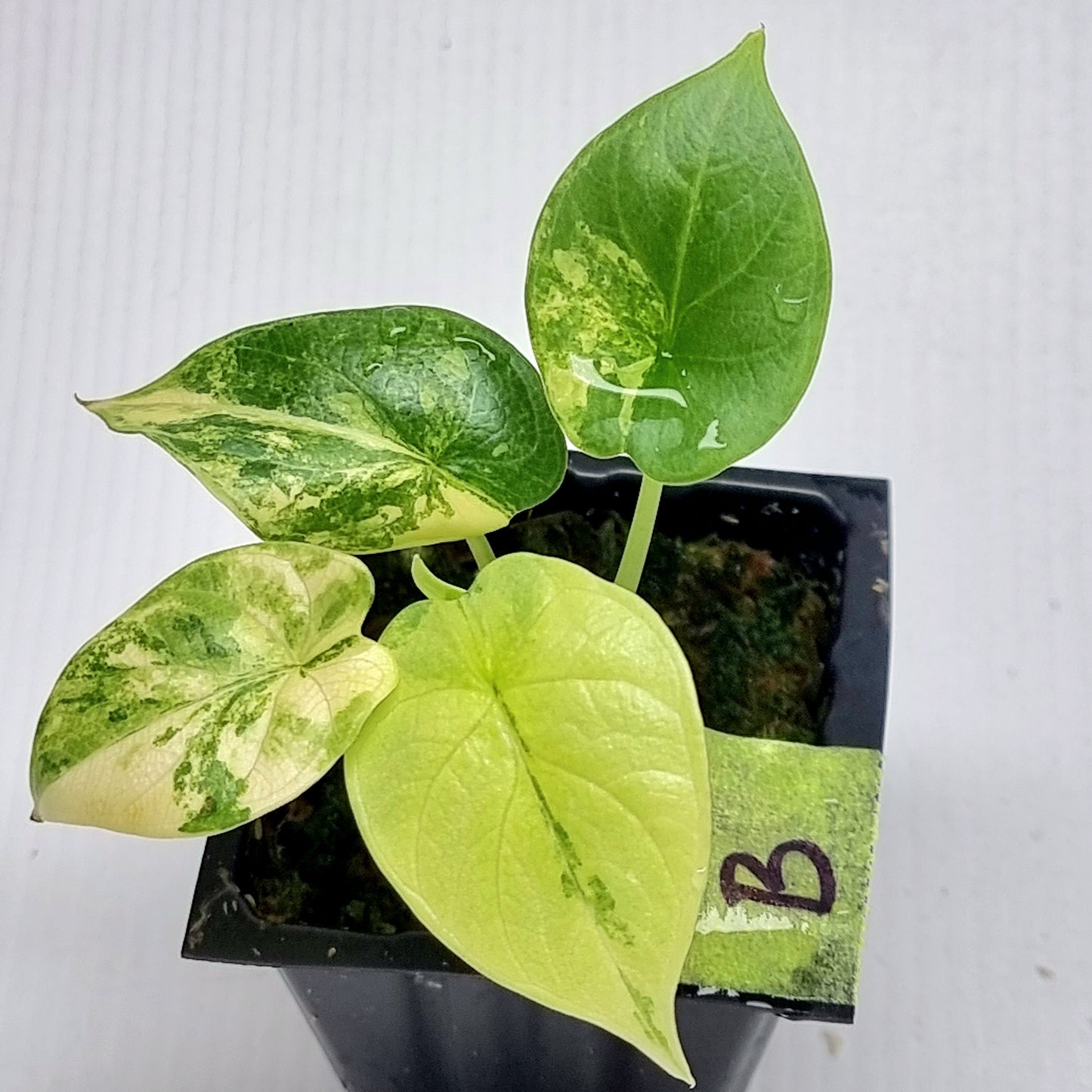 Alocasia Silver Dragon Aurea Variegated
