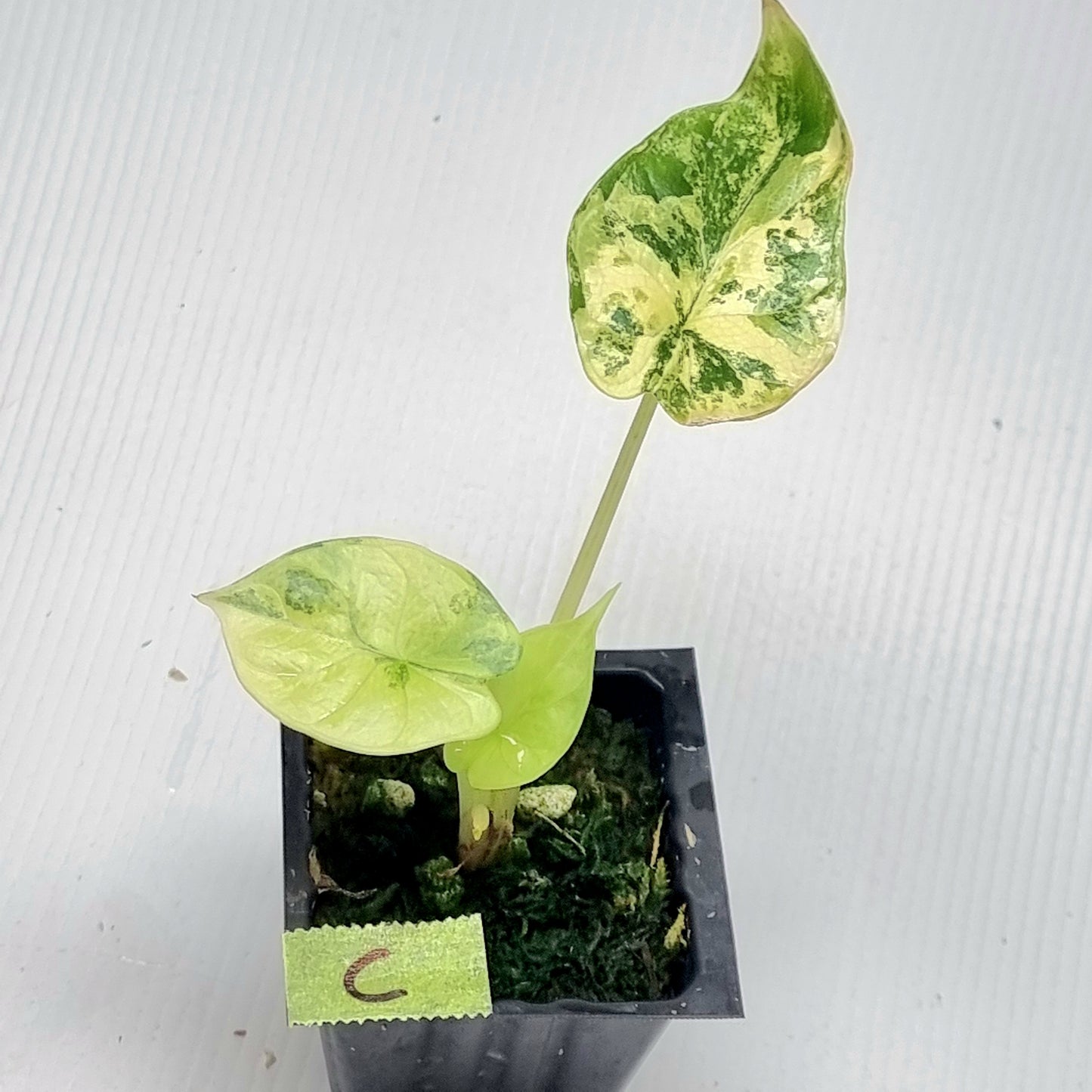 Alocasia Silver Dragon Aurea Variegated