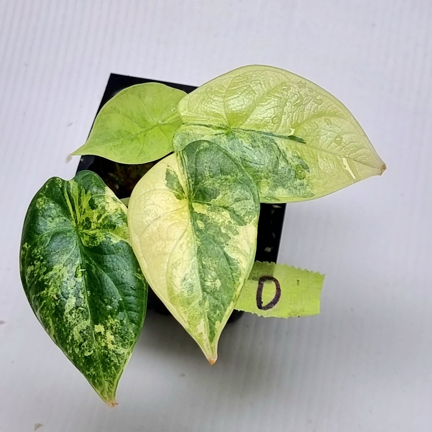 Alocasia Silver Dragon Aurea Variegated