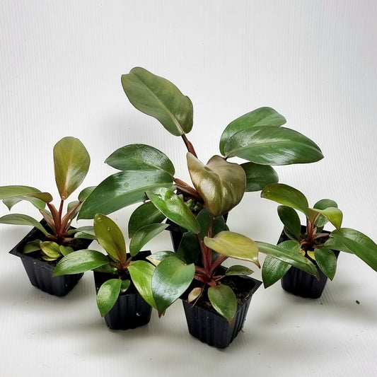 Philodendron Black cardinal var no.2 REVERTED
