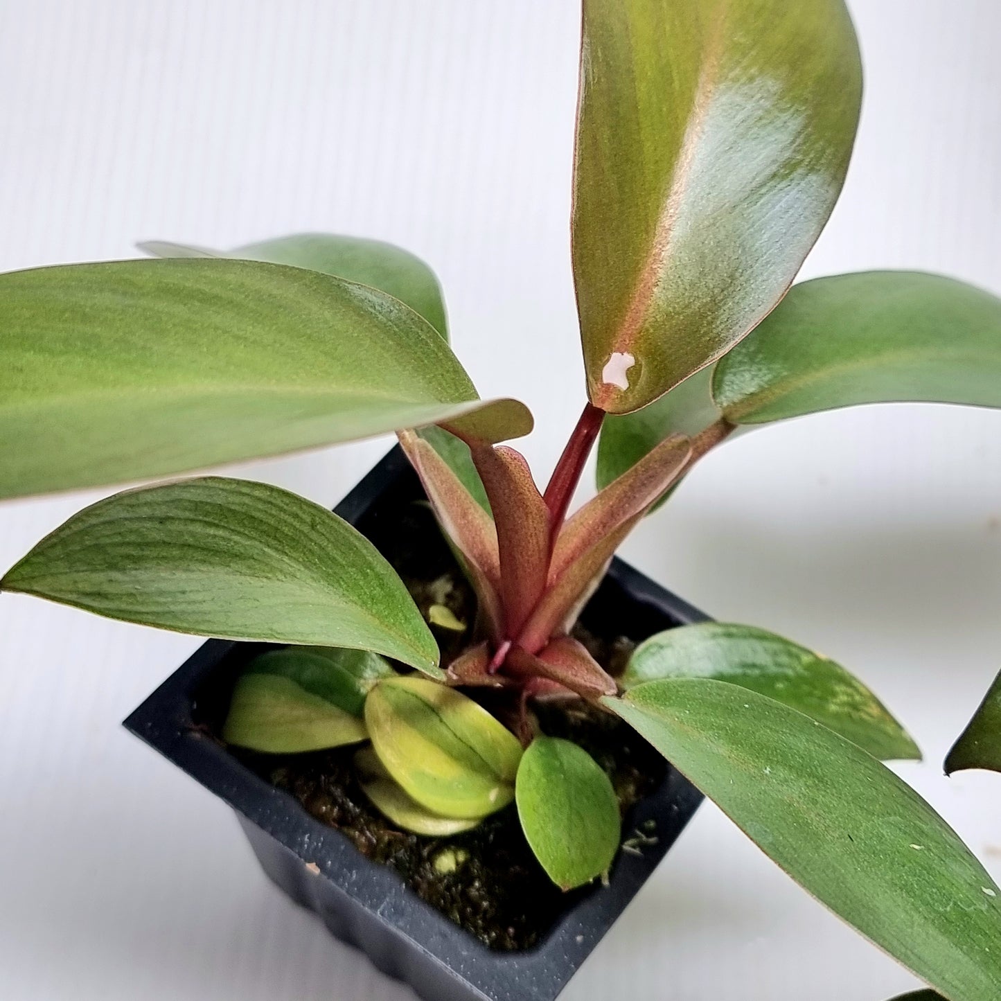Philodendron Black cardinal var no.2 REVERTED