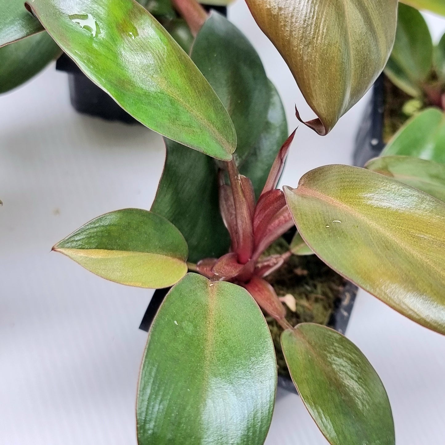 Philodendron Black cardinal var no.2 REVERTED