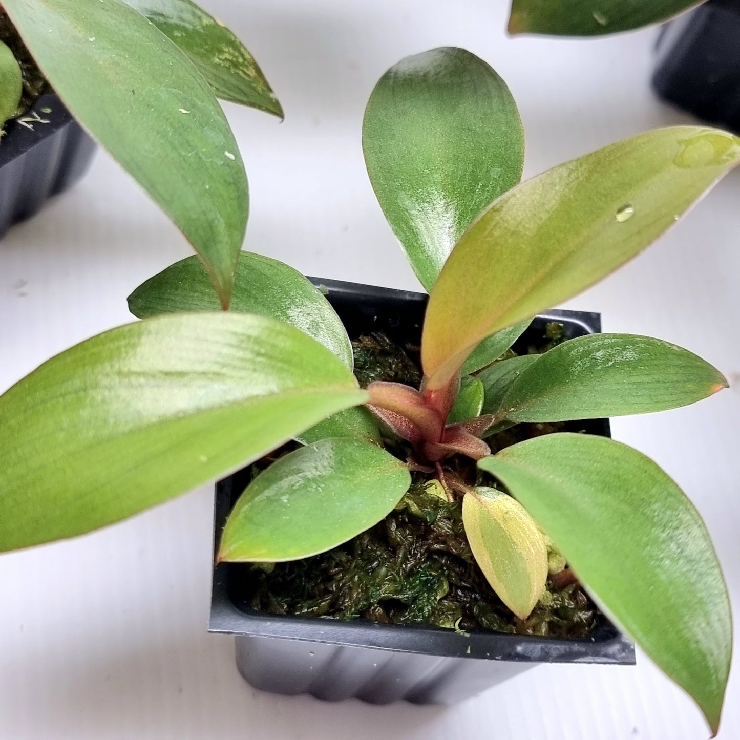 Philodendron Black cardinal var no.2 REVERTED