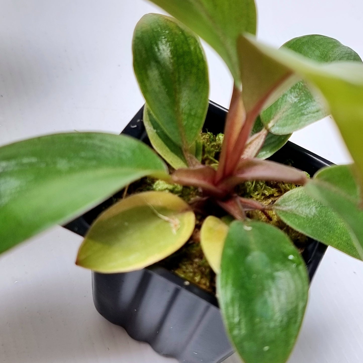 Philodendron Black cardinal var no.2 REVERTED