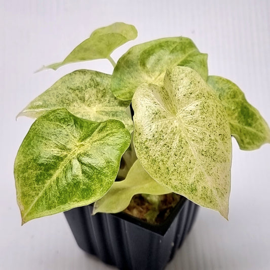 Alocasia Golden Bone Pink Mint
