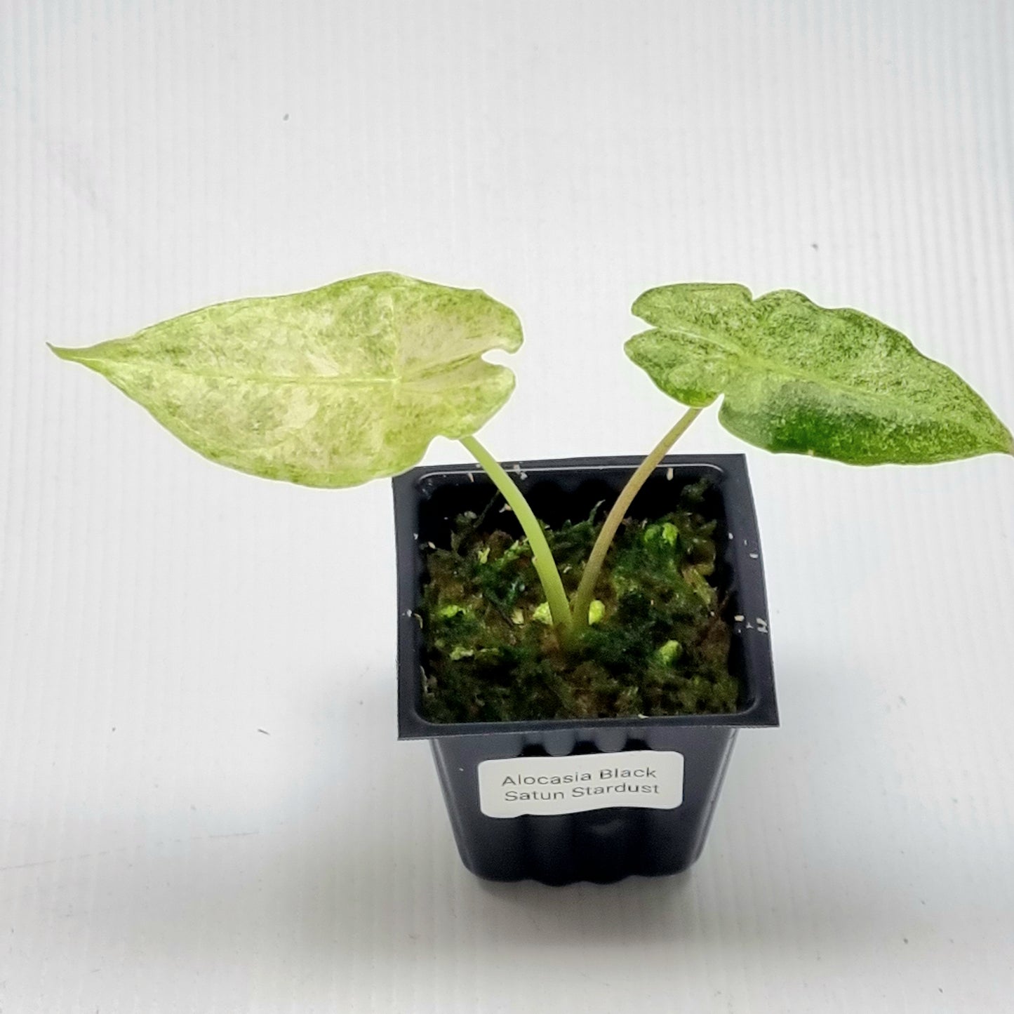 Alocasia Black Satun Stardust