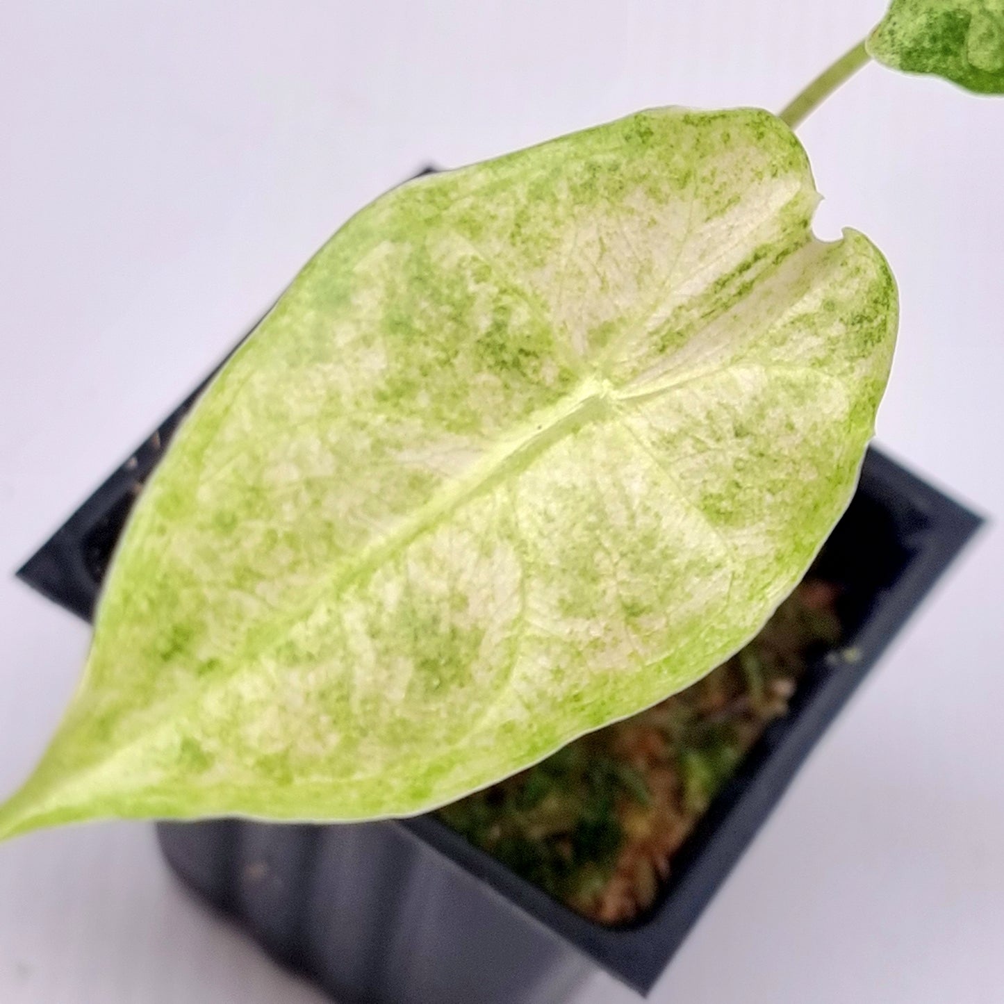 Alocasia Black Satun Stardust