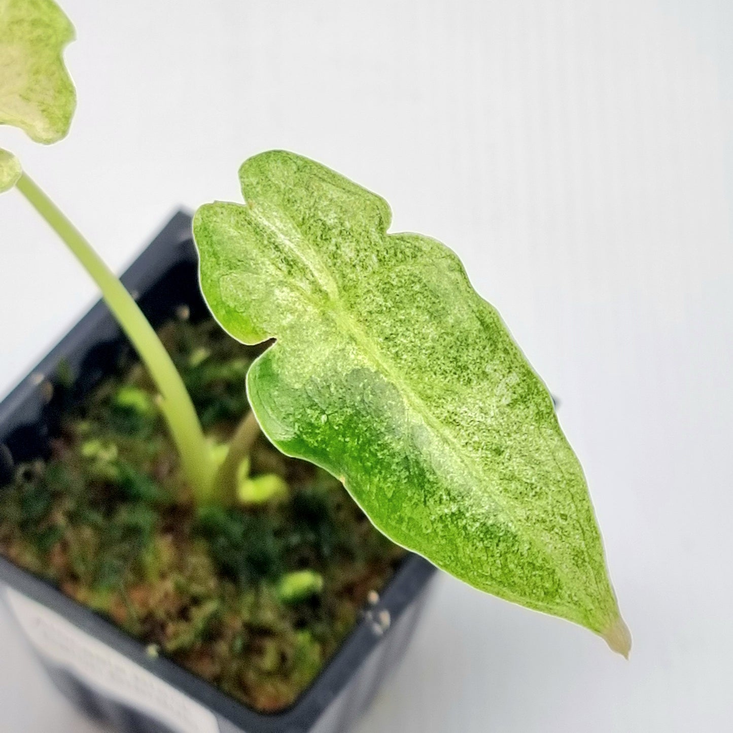 Alocasia Black Satun Stardust