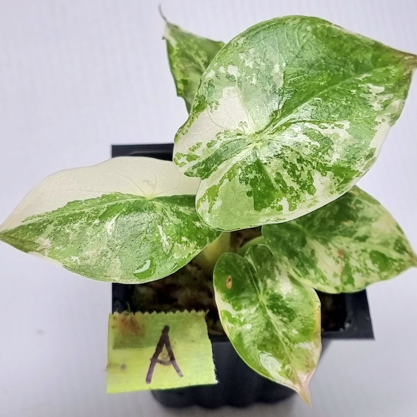Alocasia wentii Albo/Pink Variegated