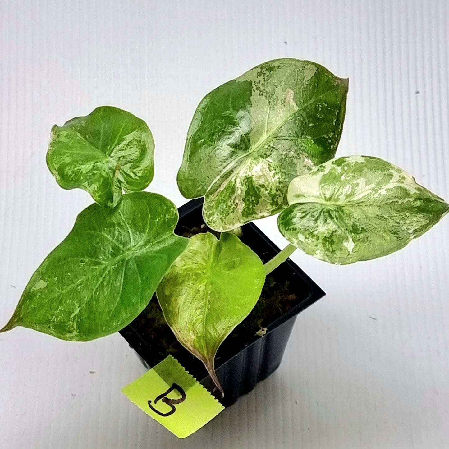 Alocasia wentii Albo/Pink Variegated