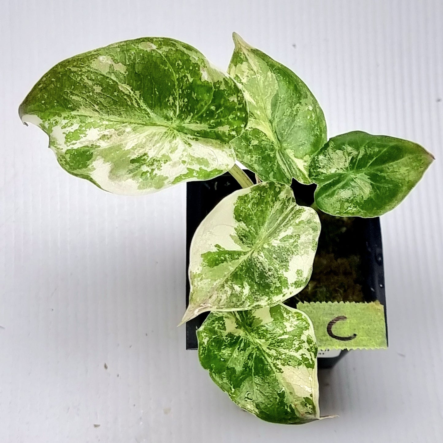 Alocasia wentii Albo/Pink Variegated