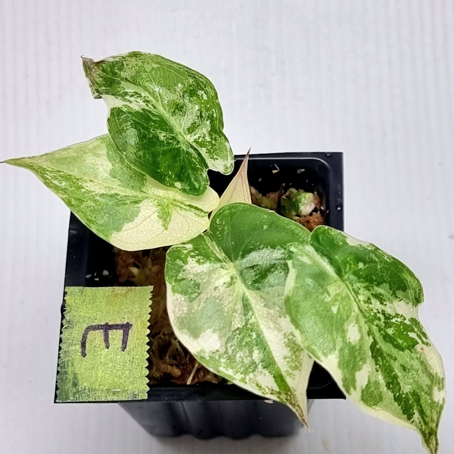 Alocasia wentii Albo/Pink Variegated