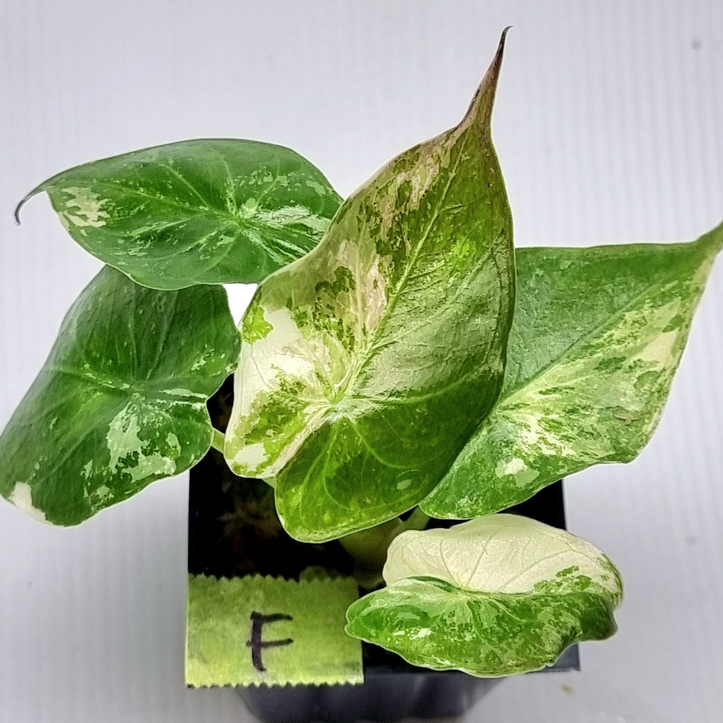 Alocasia wentii Albo/Pink Variegated