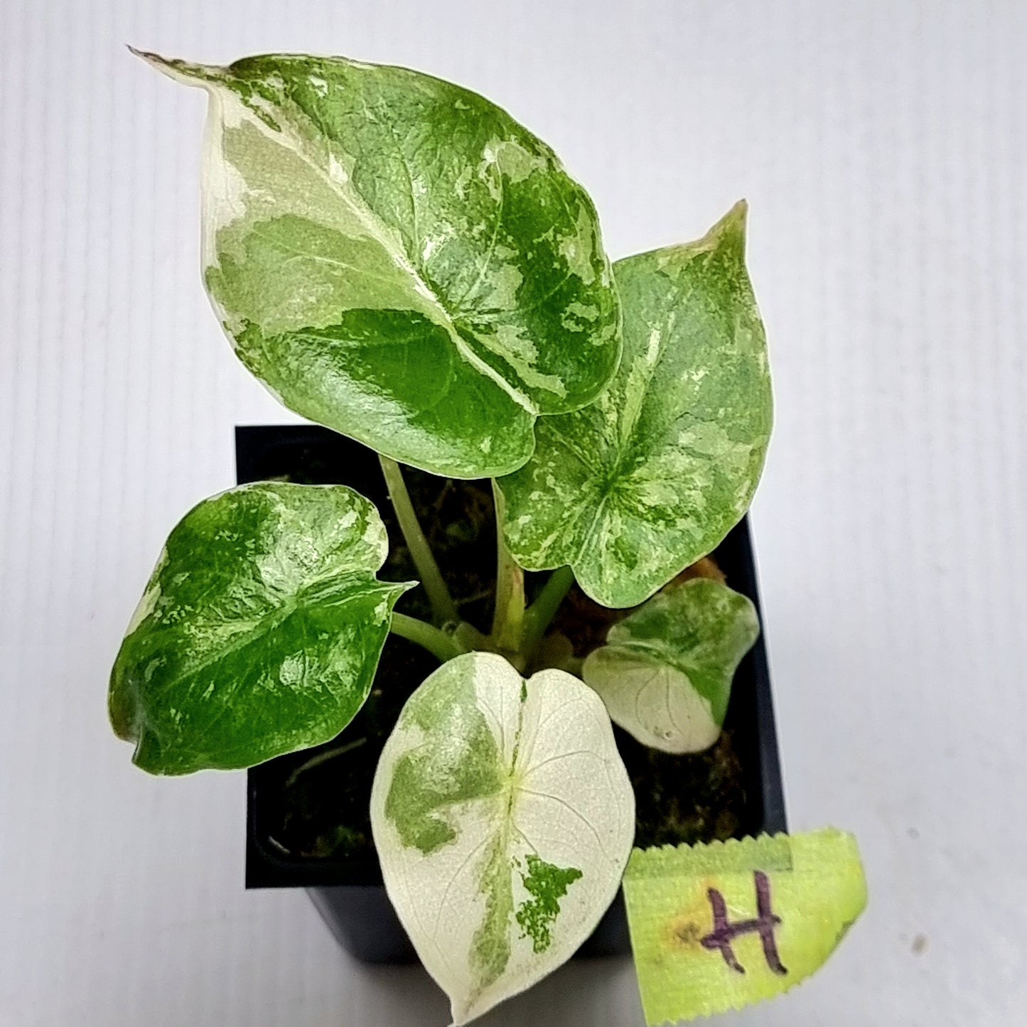 Alocasia wentii Albo/Pink Variegated