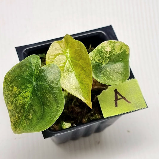 Alocasia Cuprea Latte (Aurea Variegated)