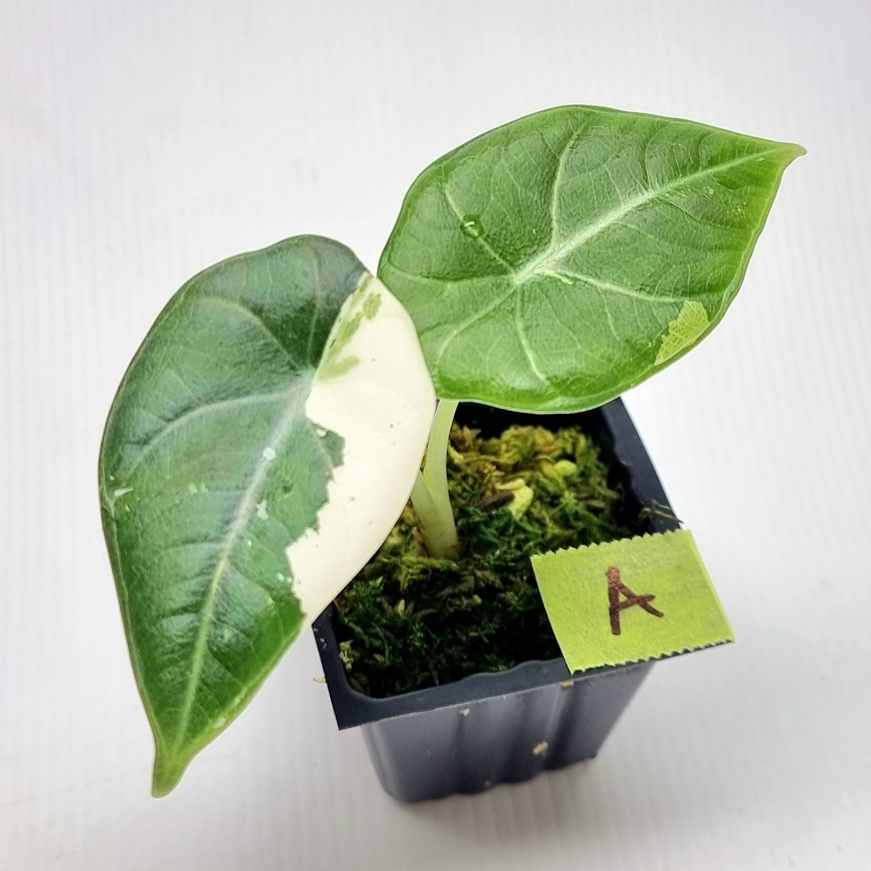 Maharani albo マハラニアルボ Alocasia Maharani Albo Variegated – Nelson Plant Guy