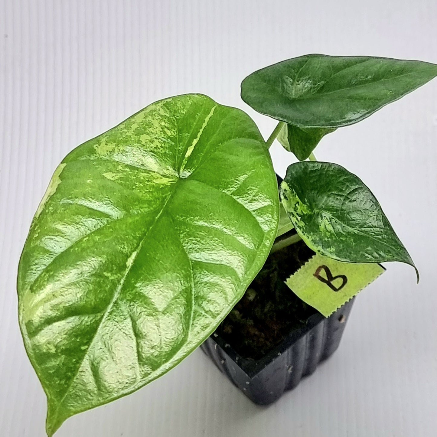 Alocasia sinuata Albo Variegated