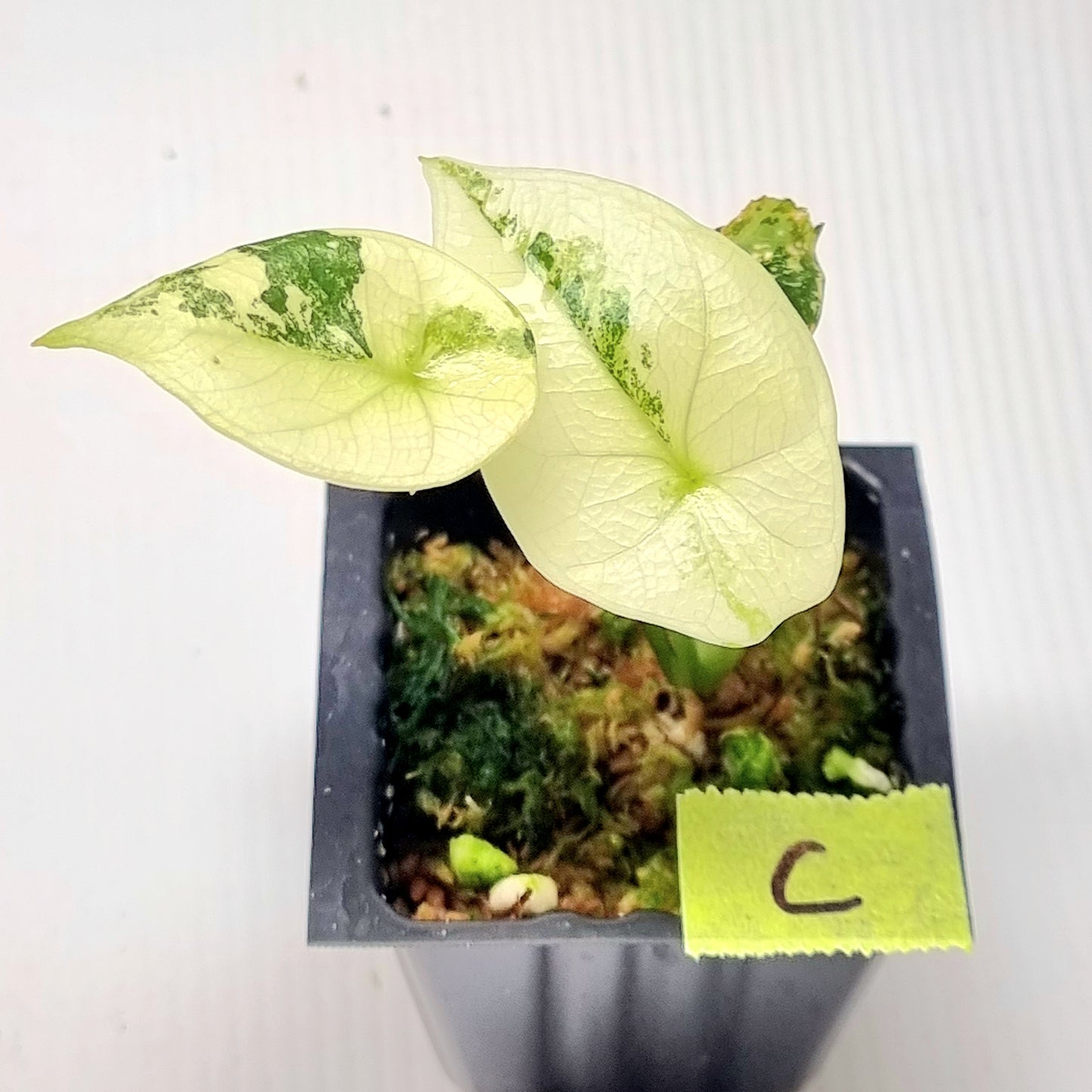 Alocasia sinuata Albo Variegated