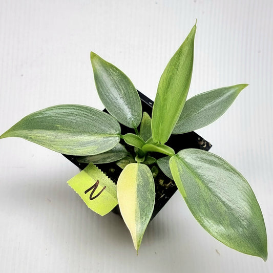 Philodendron bipennifolium Variegated AKA Horsehead Philodendron Variegated