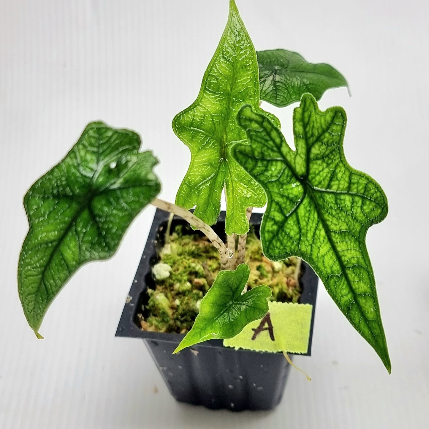 Alocasia Jacklyn Reverted