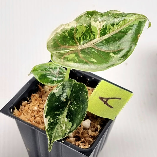 Alocasia azlanii Pink variegated