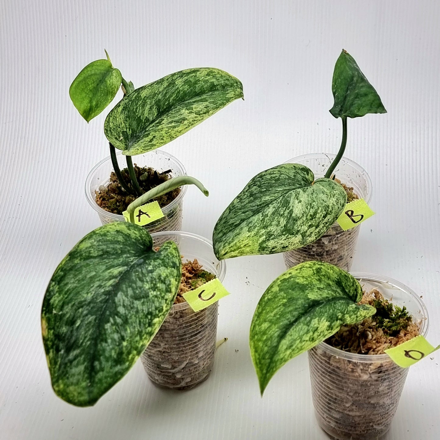 Scindapsus hologram