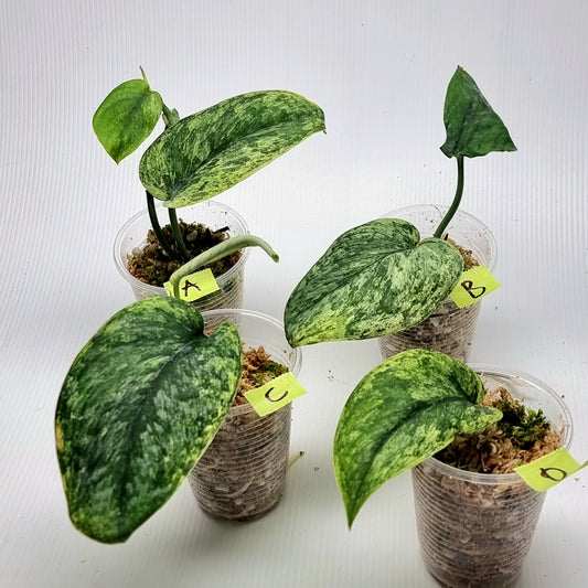 Scindapsus hologram