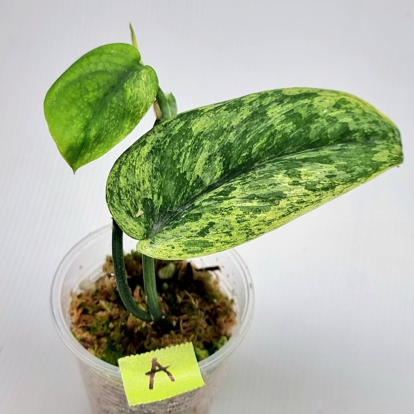 Scindapsus hologram