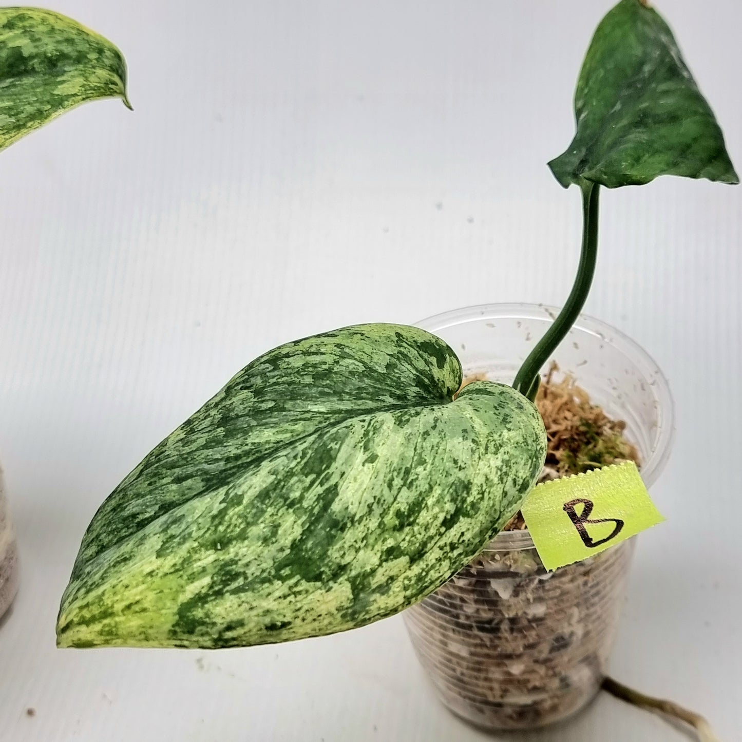 Scindapsus hologram