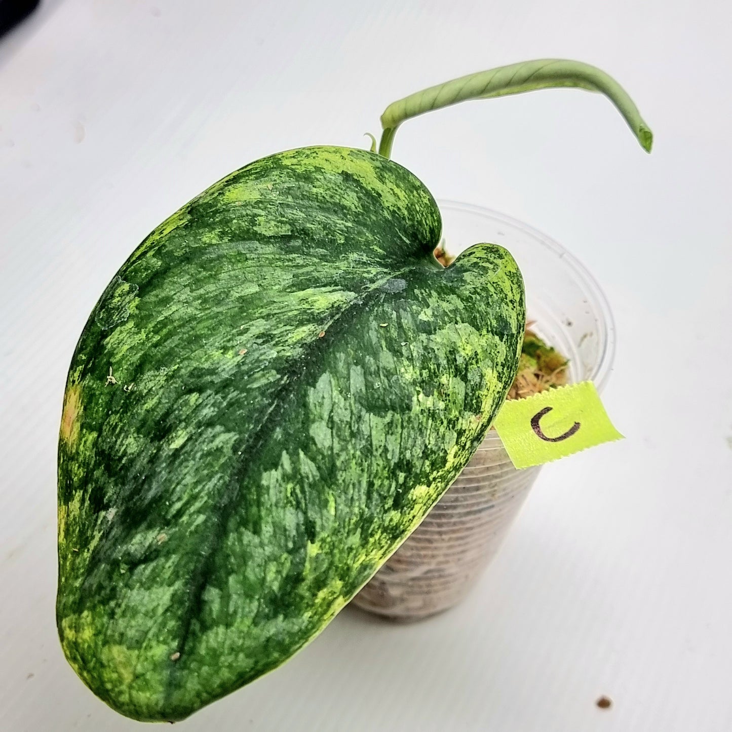 Scindapsus hologram
