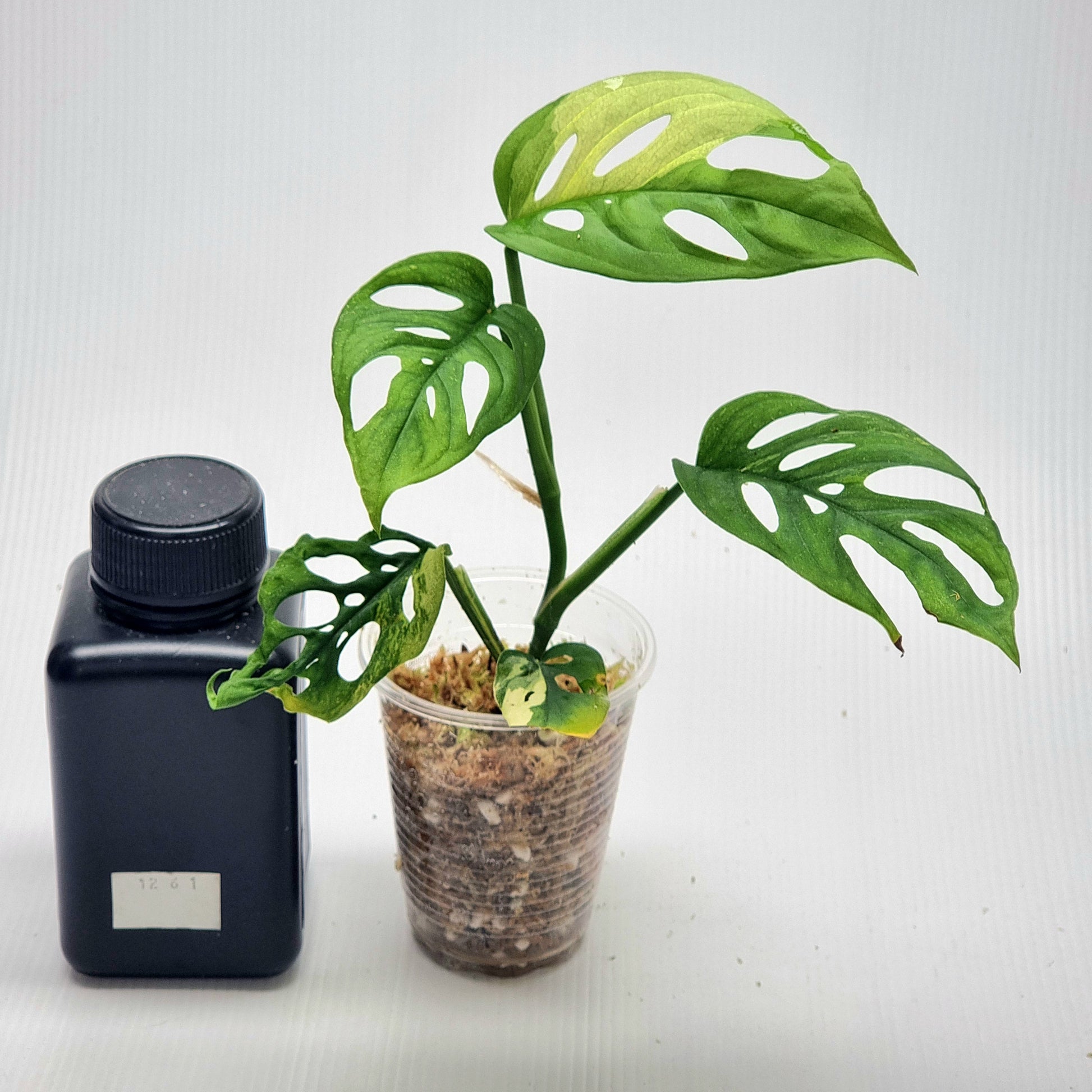 variegated monstera adansonii australia Monstera adansonii albo Variegated – Flora Magnifica Australia