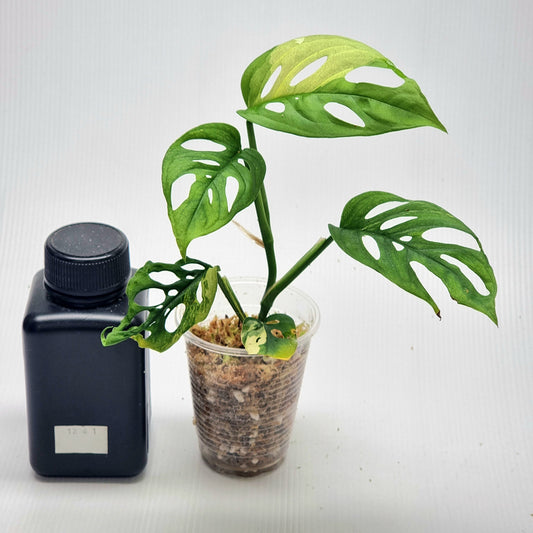 Monstera adansonii albo Variegated