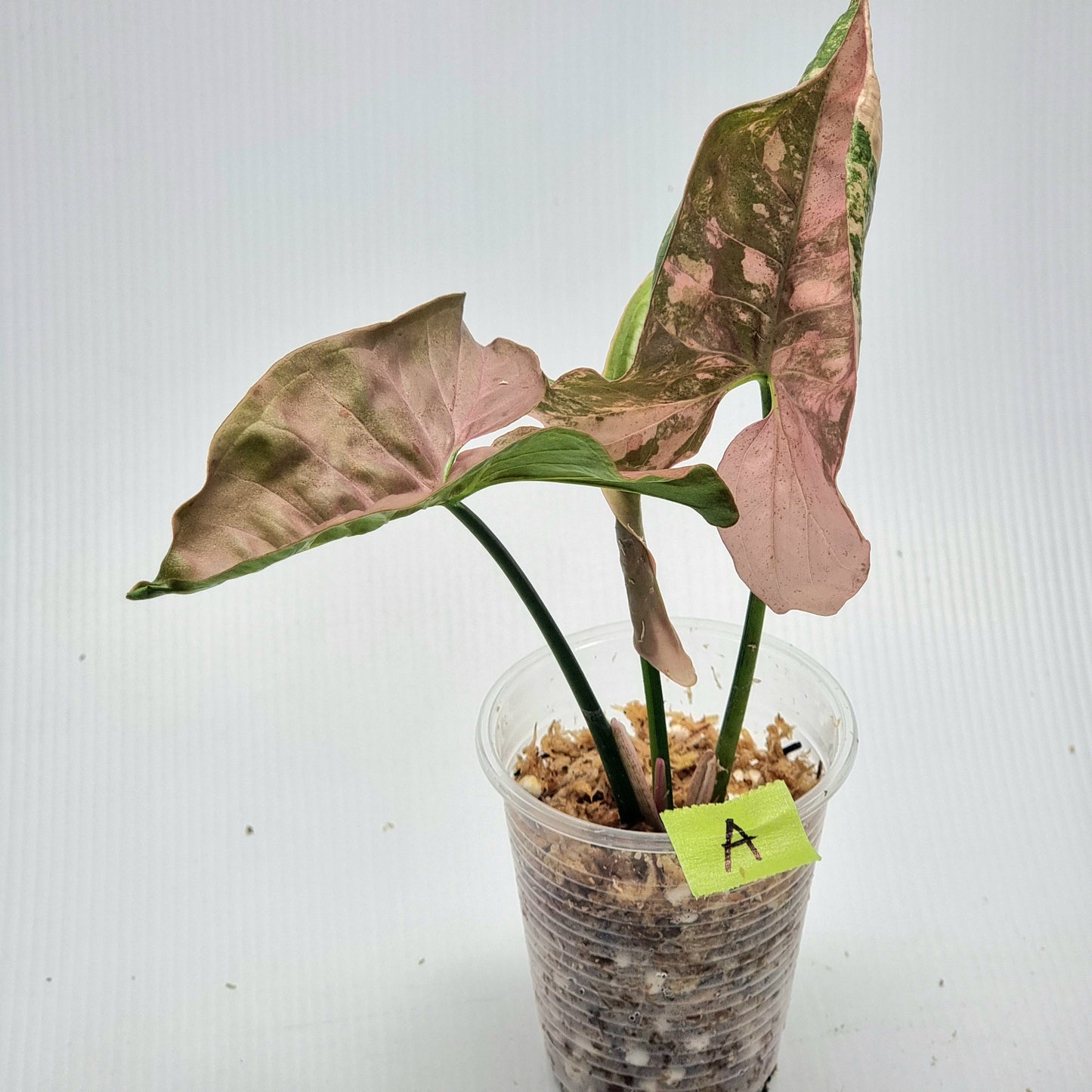 Syngonium Pink Spot Variegated