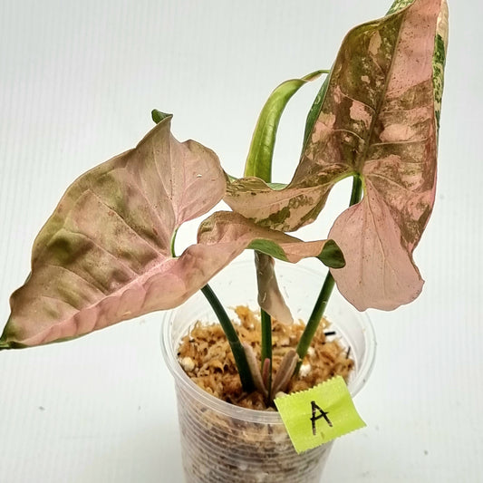 Syngonium Pink Spot Variegated