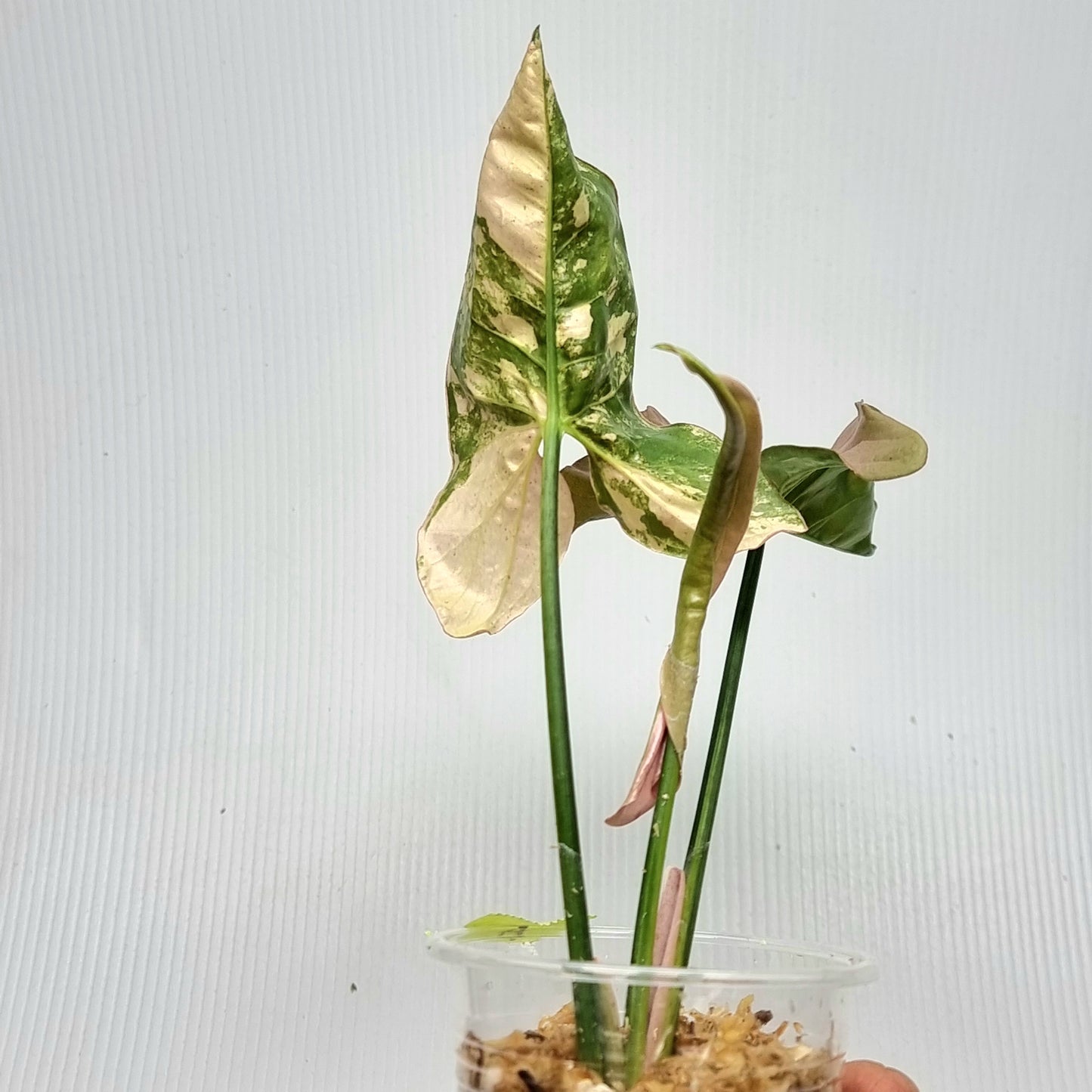 Syngonium Pink Spot Variegated