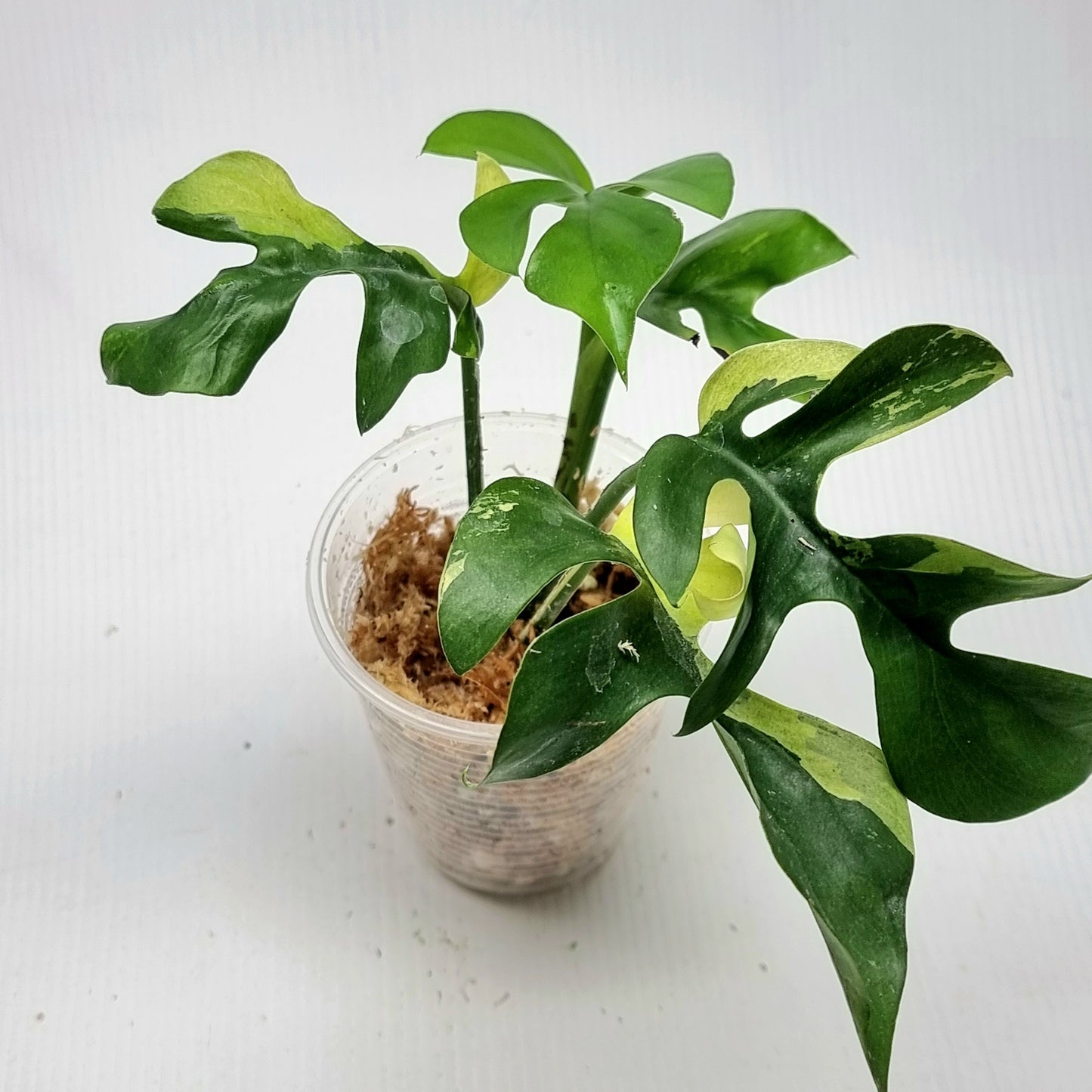 Rhaphidophora tetrasperma Albo LOW Variegated