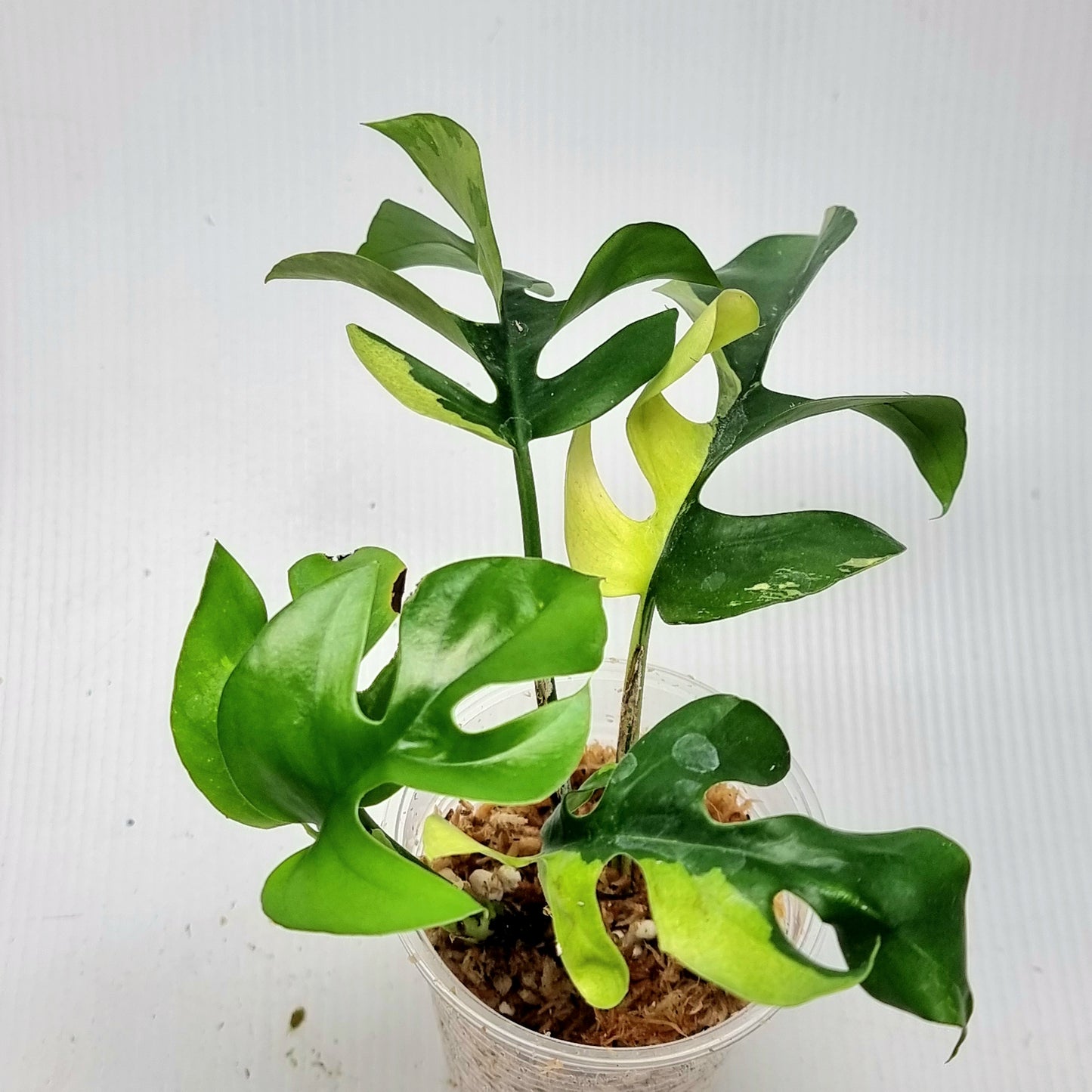 Rhaphidophora tetrasperma Albo LOW Variegated