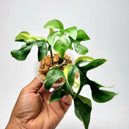 Rhaphidophora tetrasperma Albo LOW Variegated