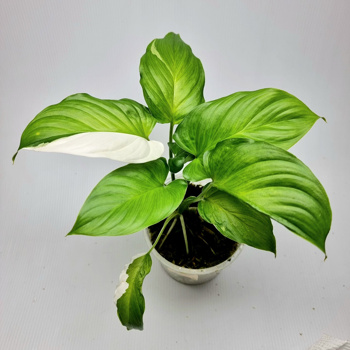 Homalomena rubescens Albo Variegated