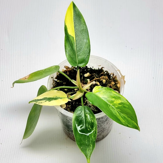 Philodendron squamiferum X P. Florida Beauty Variegated, 100mm