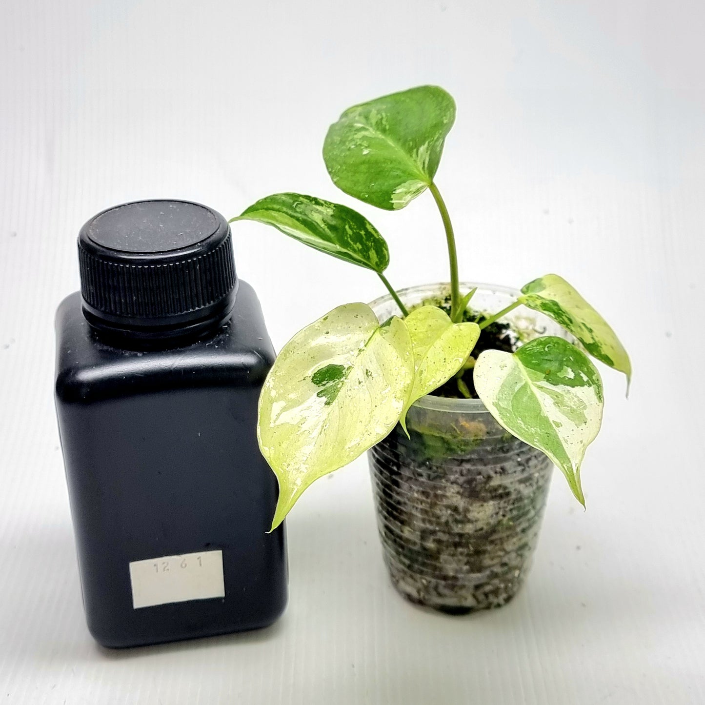 Philodendron Burle Marx's Snow White