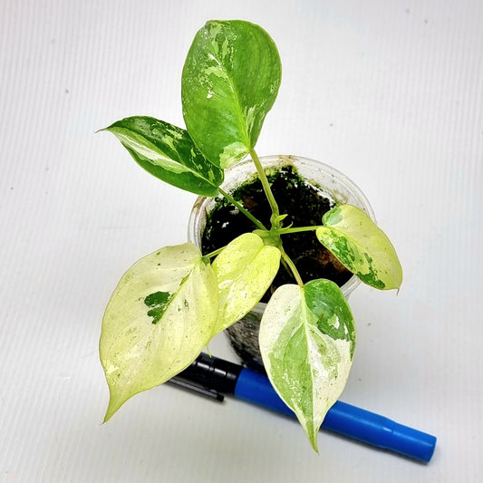 Philodendron Burle Marx's Snow White