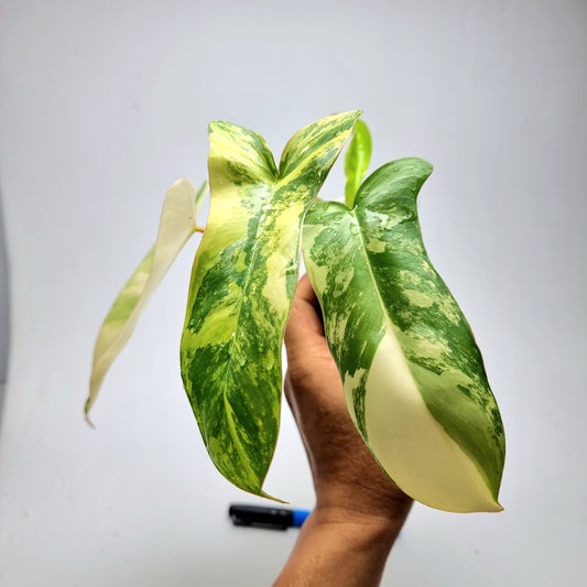 Philodendron Florida Beauty x Paraiso Verde Variegated