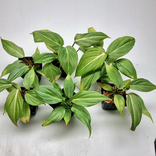 Philodendron gloriosum Tricolour REVERTED