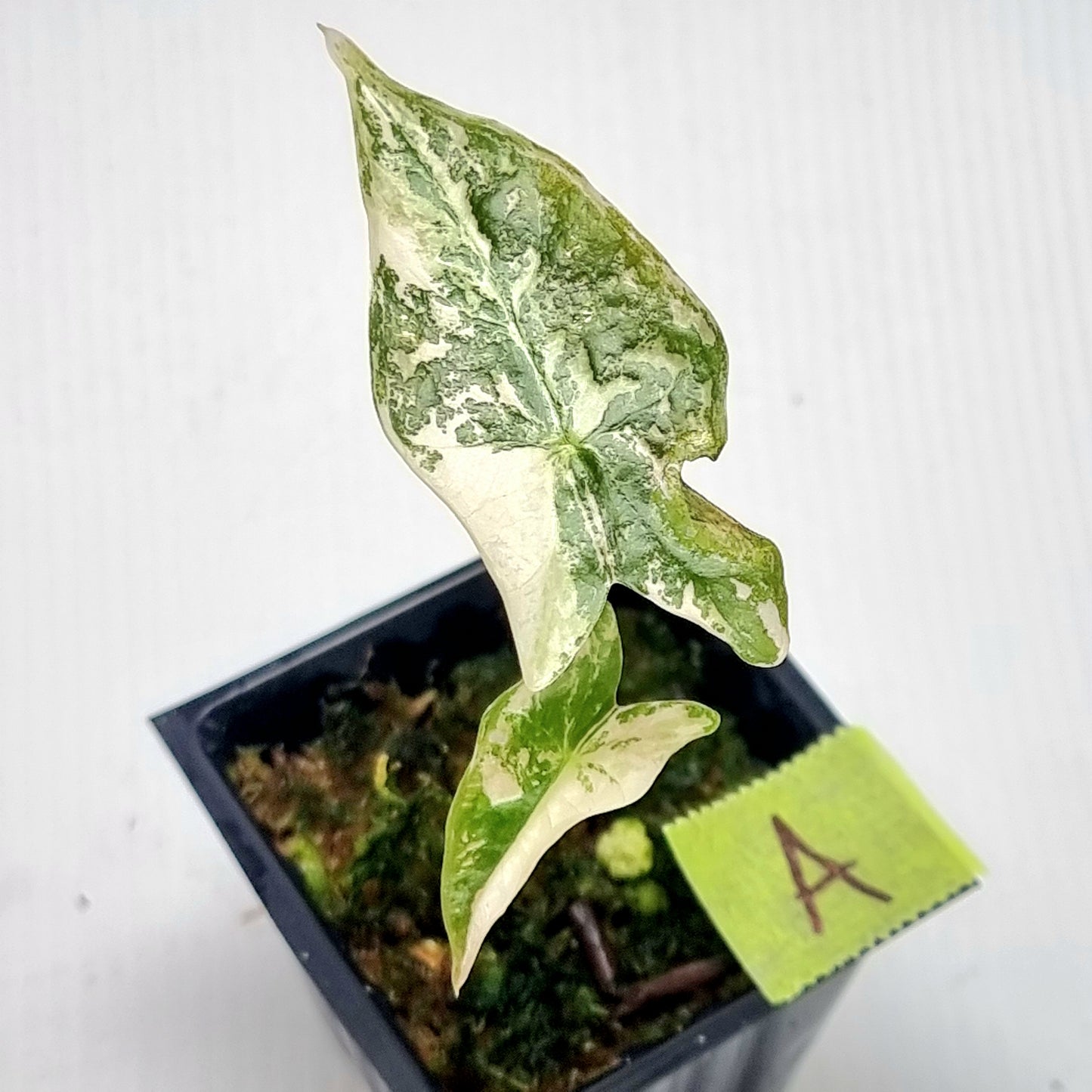 Alocasia sanderiana "Nobilis" Pink Variegated